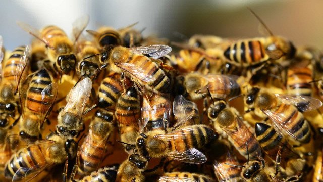 Ataque de abelhas deixa 17 feridos em SP; homem foi picado 200 vezes