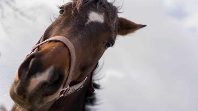 Dentista morre após ser esmagada por cavalo em treino no DF
