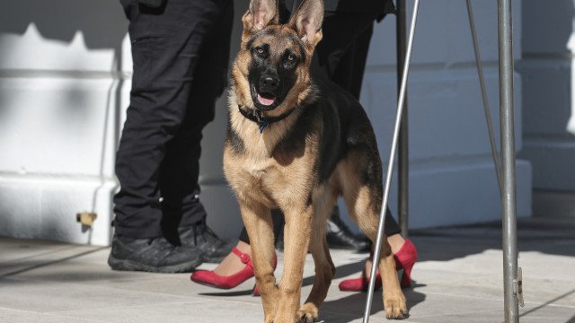 Cão de Biden é retirado da Casa Branca após morder (mais um) funcionário