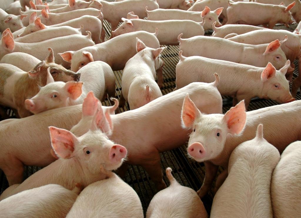 Preço do suíno pago ao produtor em Mato Grosso sobe 3,2%