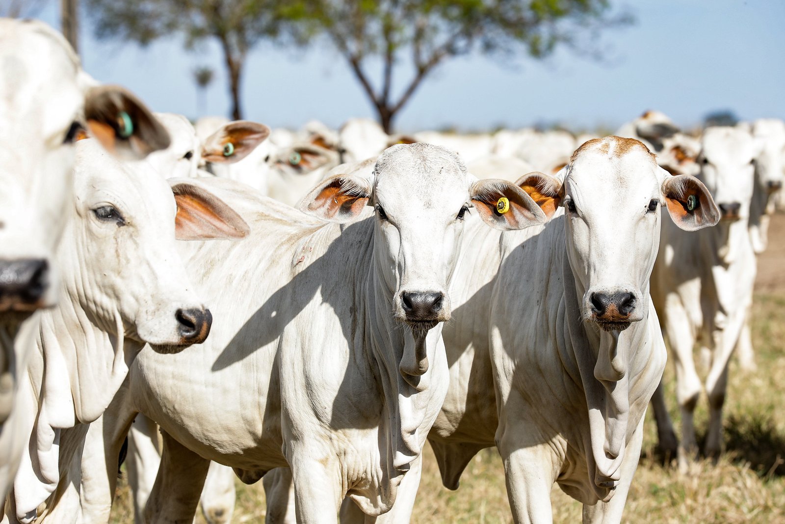 Cotação do boi magro em Mato Grosso sobre 1,2%