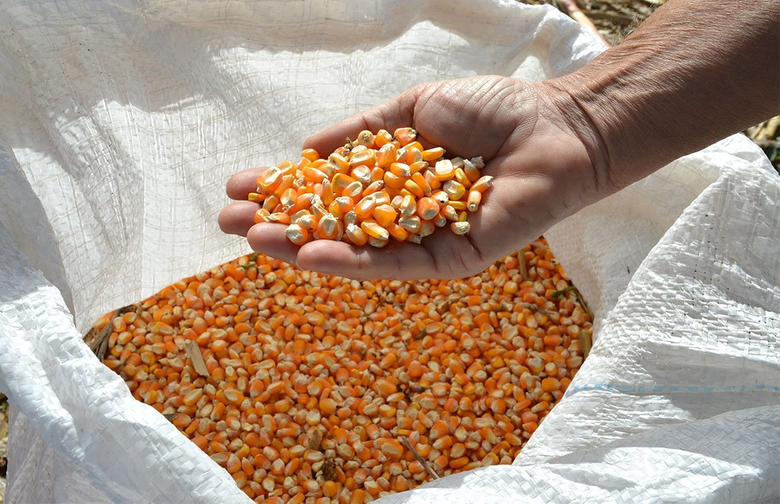 Preço do milho ‘reage’ em Mato Grosso
