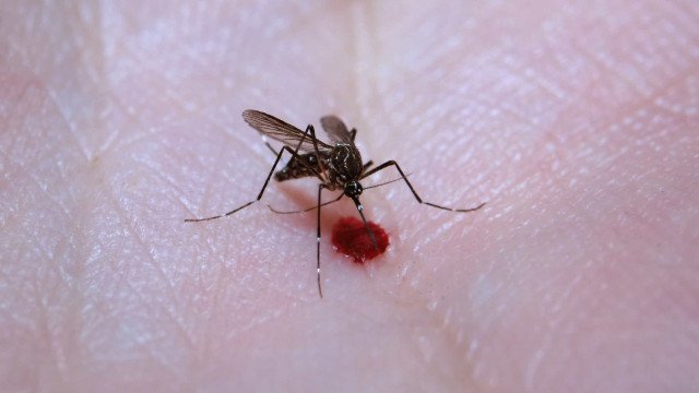 Casos de dengue crescem 21% no Brasil, segundo Ministério da Saúde