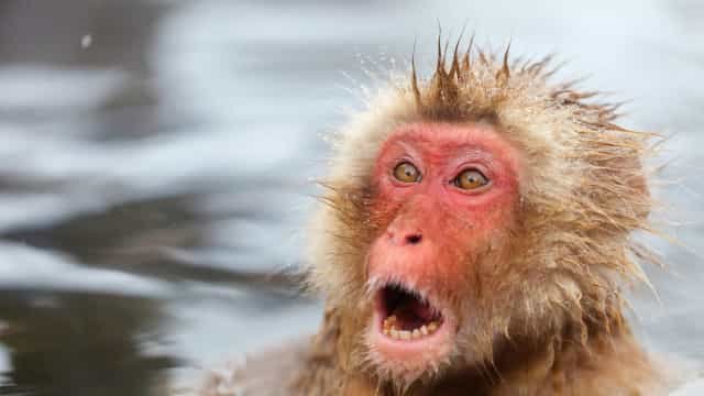 Pesquisa polêmica gera macaco geneticamente modificado que brilha