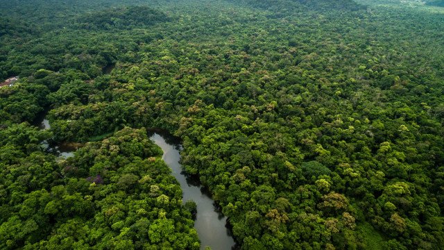 Reino Unido anuncia mais R$ 215 milhões para o Fundo Amazônia