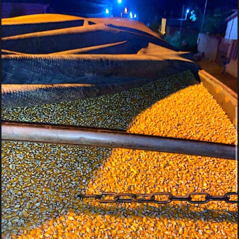 Preço do milho disponível em Mato Grosso tem alta