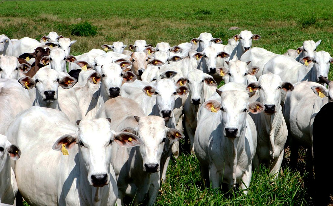 Cotação do boi gordo e da vaca em Mato Grosso aumenta