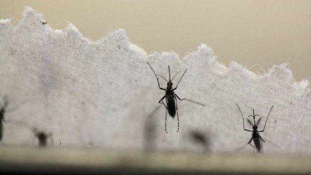 Em uma semana, casos prováveis de dengue sobem de 120 mil para 217 mil