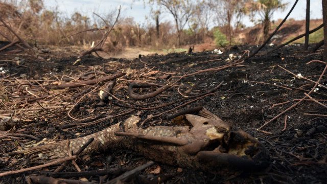 Mais de 17,3 milhões de hectares foram queimados em 2023 no país