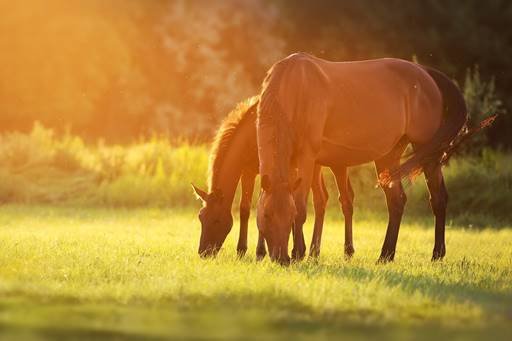 Desafios do verão: como o excesso de chuva e as altas temperaturas podem afetar a saúde dos cavalos