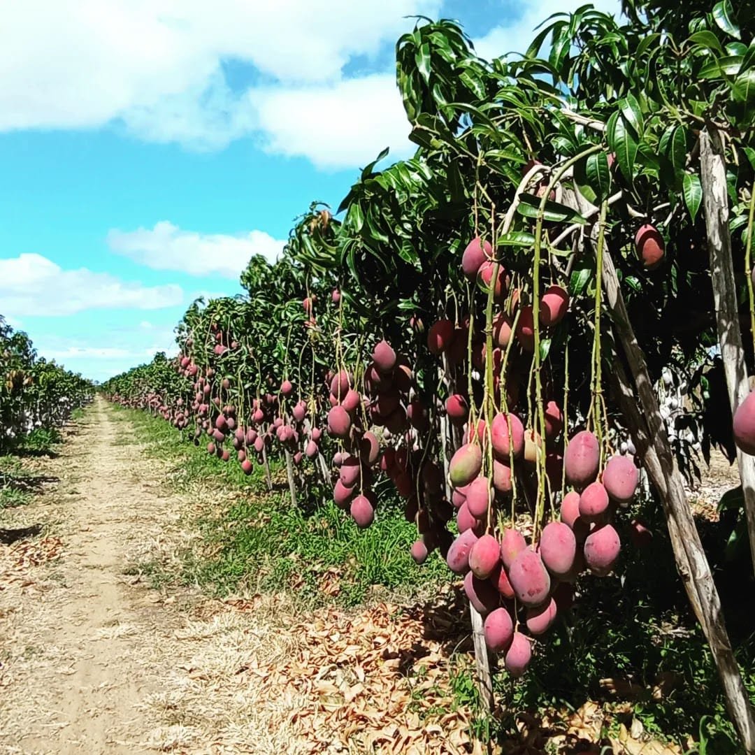 Potencial da agricultura brasileira desperta interesse e gera oportunidades aos indianos