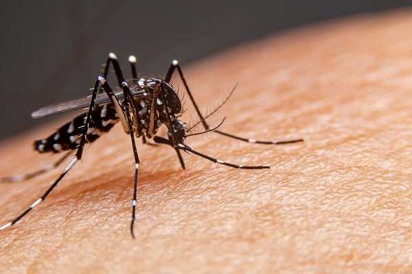 Mato Grosso registra mais de 4 mil casos de dengue em 11 dias