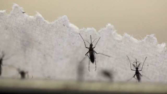 Dengue avança no DF e Ministério da Saúde diz que pico da doença é incerto