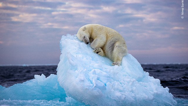 Fotógrafo vence prêmio do público com foto de urso polar dorminhoco