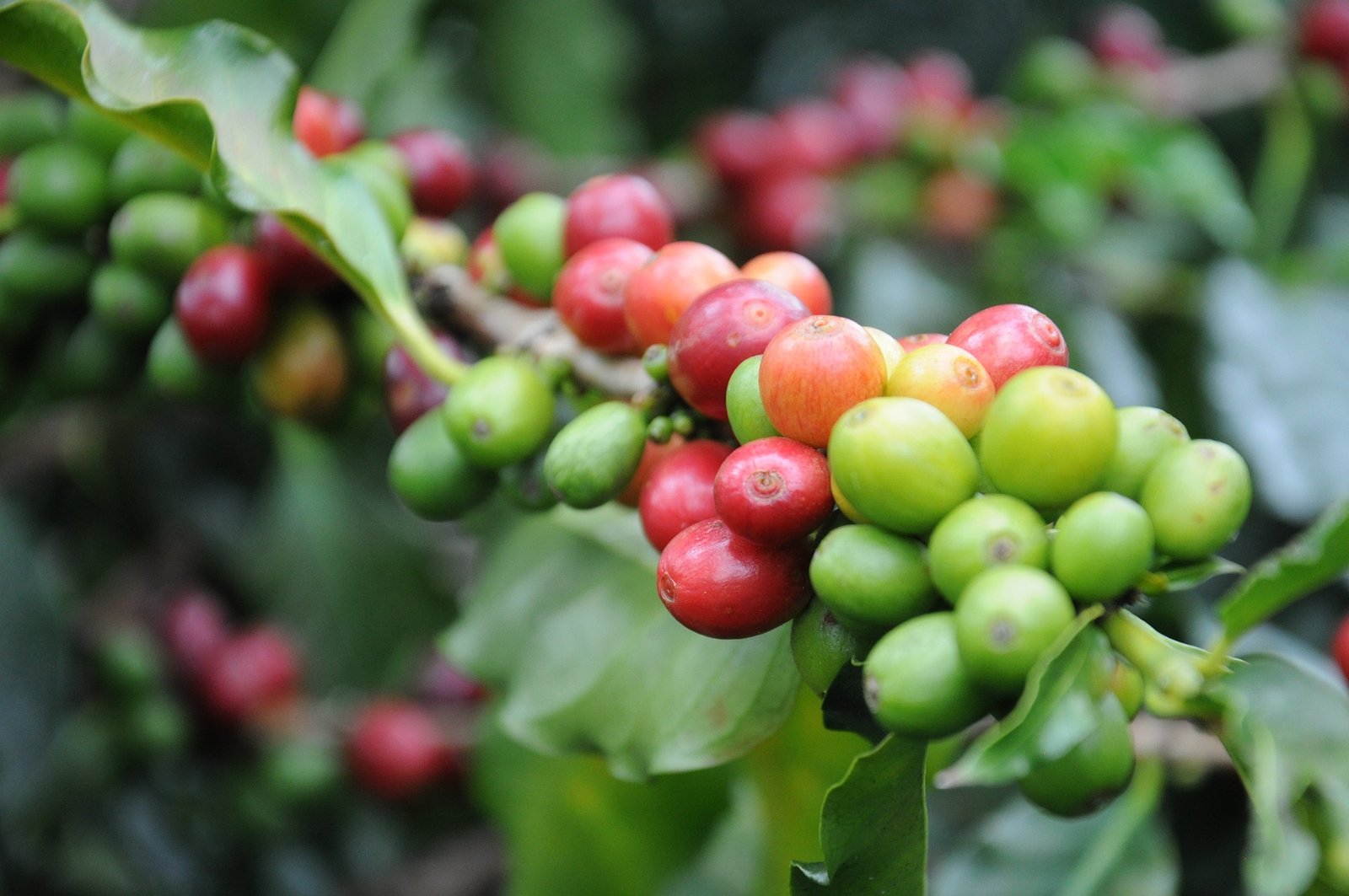 Lançamento ajuda a elevar a produtividade e eficiência nos cafezais