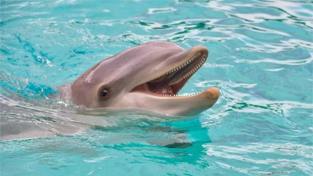 Golfinho morre após se sufocar com alga artificial em zoológico na Suécia