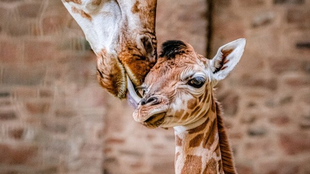 Vídeo: Girafa dá à luz em zoo do Reino Unido