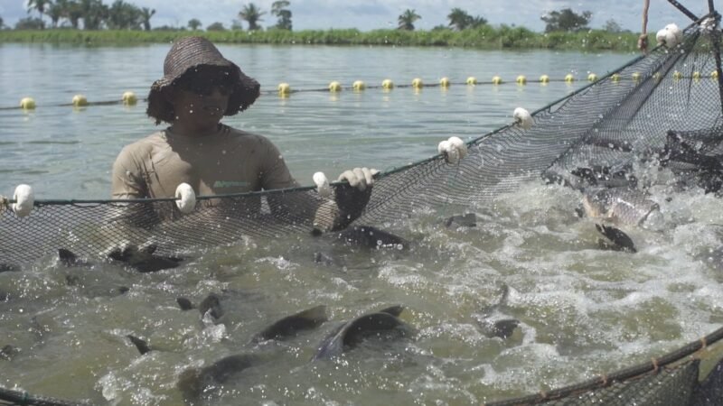 “Falta peixe para atender à demanda no Tocantins”, informa diretor da Agronorte