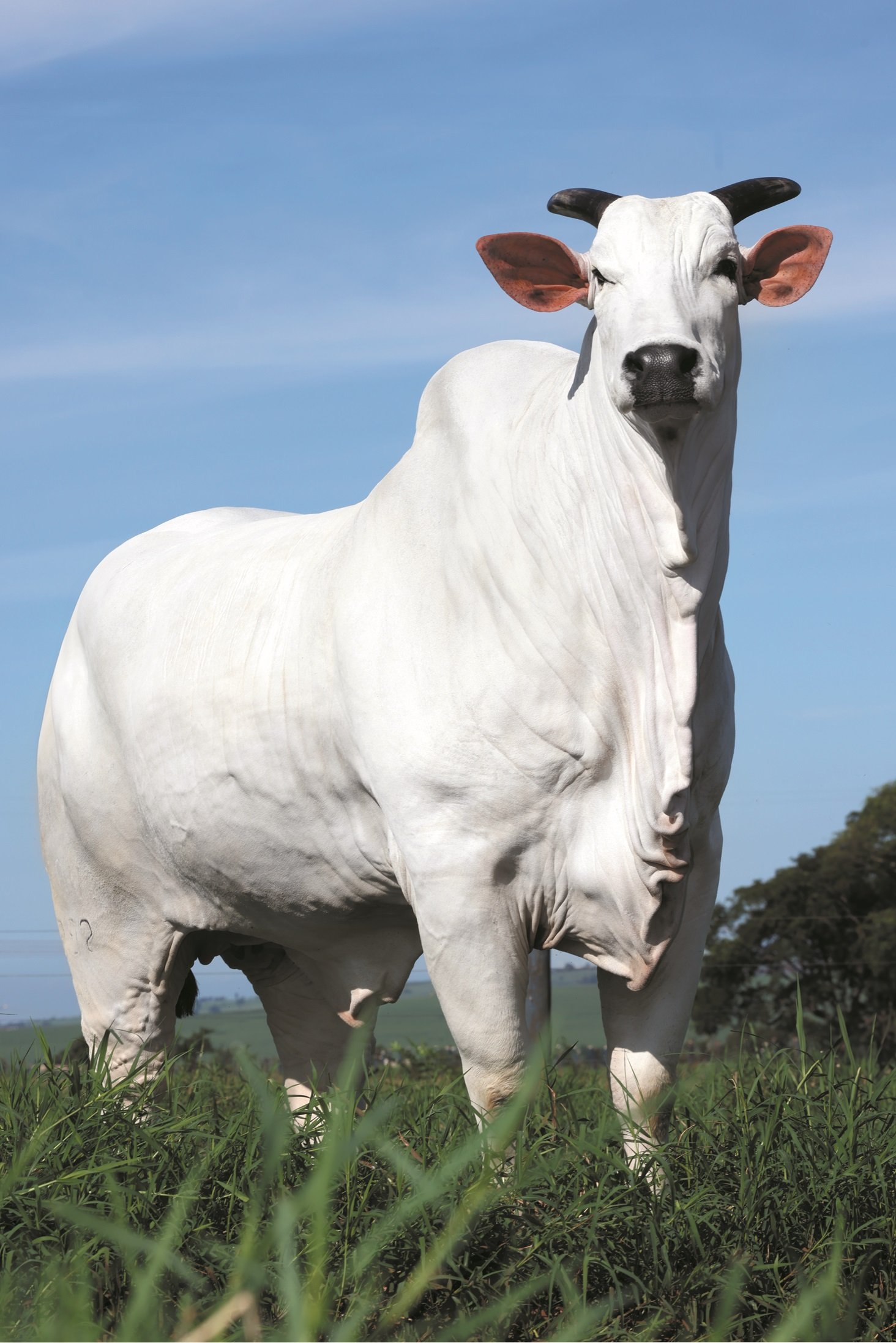 Vaca Donna FIV CIAV, Melhor Matriz do Ranking Nelore 2023, à venda no Leilão Elo de Raça, na Expozebu