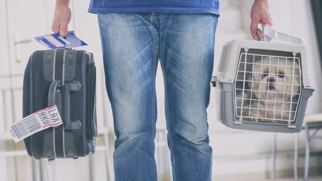 Veja as regras para viajar de avião com cachorro ou outro pet na Gol, Latam e na Azul