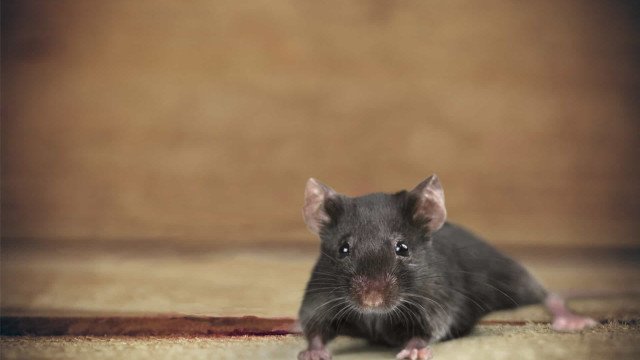 Infestação de ratos leva a aumento de casos de leptospirose em Nova York