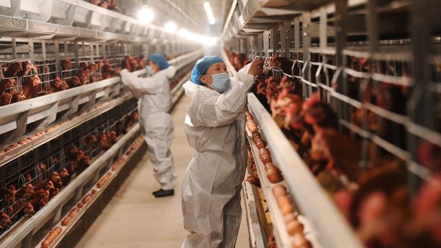 Gripe aviária: OMS quer rede mundial e alerta para "potencial epidêmico"