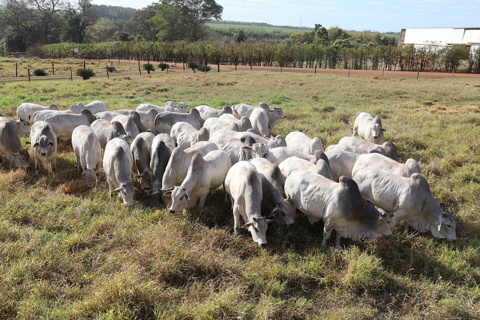26º Megaleilão ofertará 500 touros Nelore CFM no dia 8 de agosto, em Campo Grande