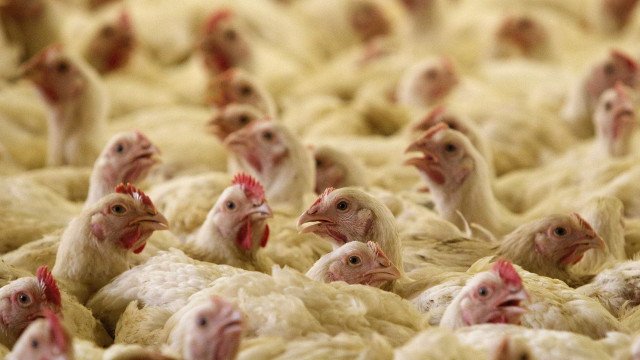 Bando de 100 galinhas atormenta localidade britânica: "Fora de controle"