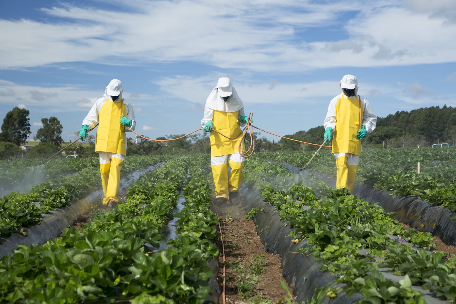 Produtores de hortaliças e frutas precisam se atentar ao uso correto de defensivos