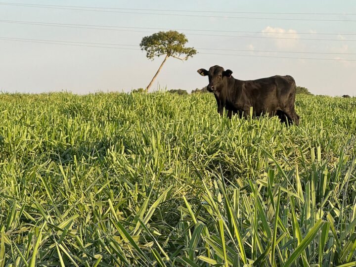 Período de seca exige atenção à suplementação do gado