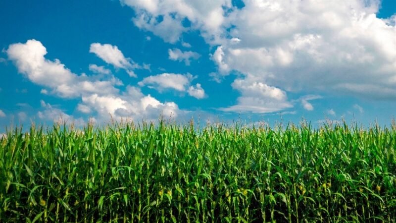 MT mantém área plantada de milho, mas produtividade aumenta, diz Imea