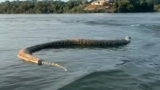 Cobra gigante morta é vista boiando em lago de hidrelétrica no Tocantins