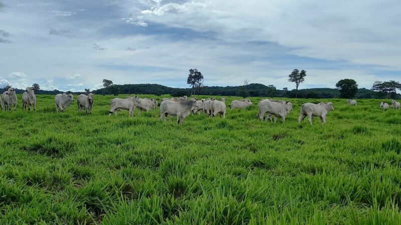 Tradição e Inovação na Pecuária Moderna é o tema do 3º Encontro Técnico da Pecuária, em Rondonópolis