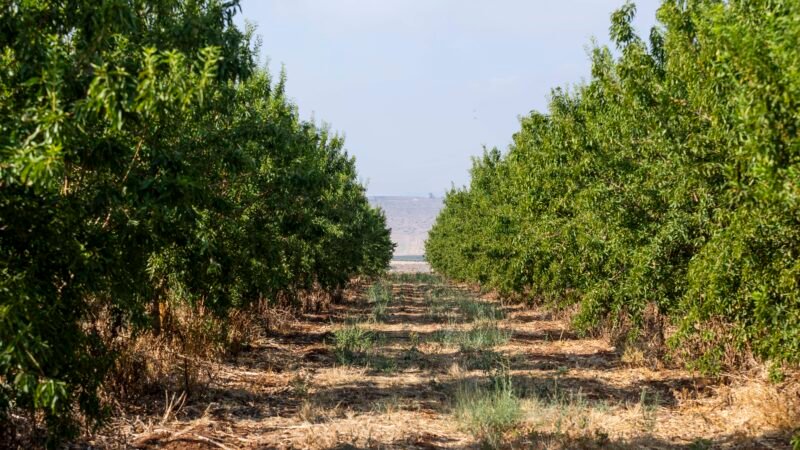 Multinacional inicia no Brasil implementação de programa de capacitação de agricultores para o Mercado de carbono