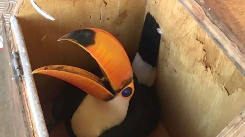 Tucano ferido é resgatado e entregue aos bombeiros no Nortão