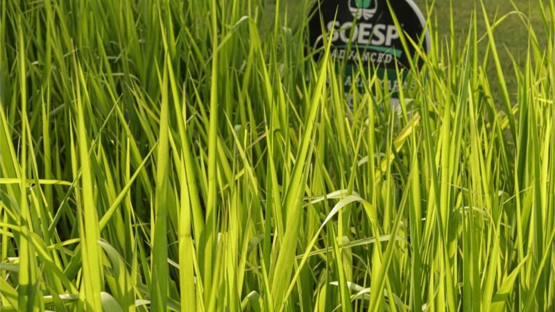 Métodos de plantio influenciam a sustentabilidade das pastagens, saiba como