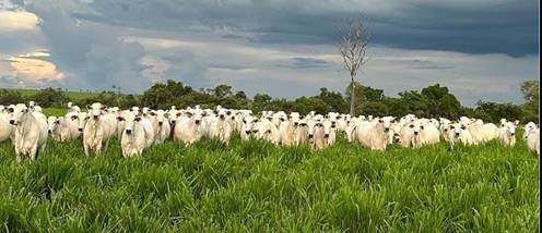 Região do Araguaia recebe grande leilão de touros e embriões no próximo sábado (21)