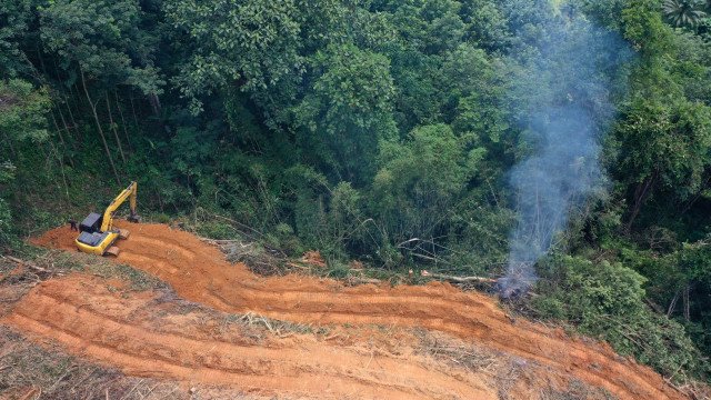 Desmatamento do Cerrado soma 1,97 milhão de campos de futebol e emite 135 mi t de CO2