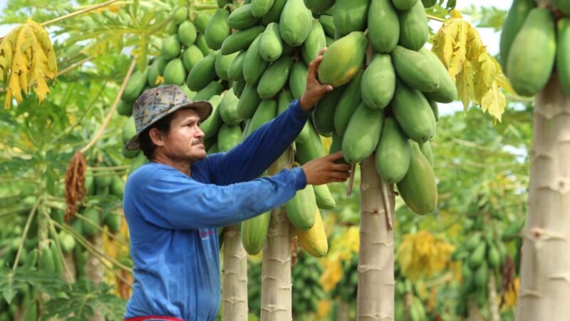 Agricultores familiares no Nortão concorrem em programa de venda de alimentos; R$ 3,2 milhões