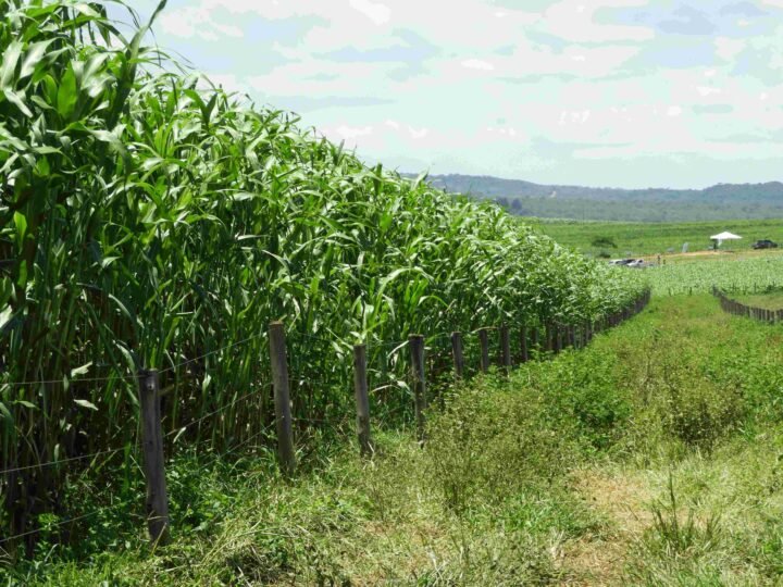 Embrapa entrega tecnologia que renova e devolve pasto turbinado para a pecuária