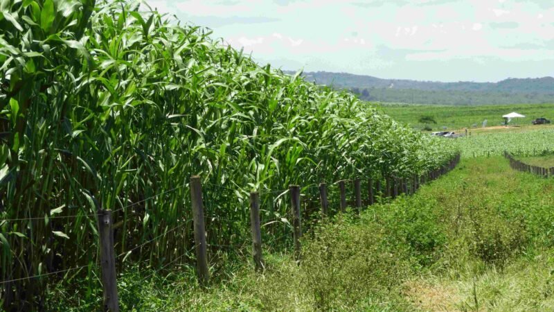 Embrapa entrega tecnologia que renova e devolve pasto turbinado para a pecuária