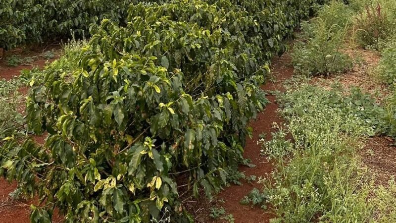 MaxiSolo leva fertilizante inteligente para produtores de café, citros e cana de açúcar no Sudeste do país