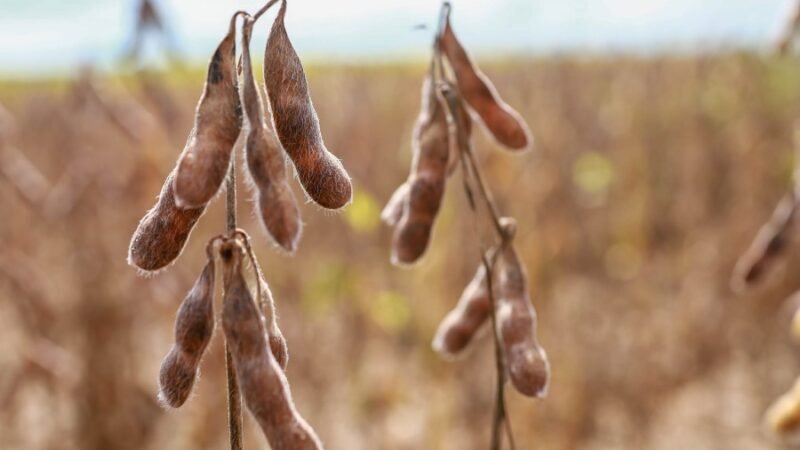 Aprosoja MT destaca apontamentos em apoio ao PL do Seguro Rural