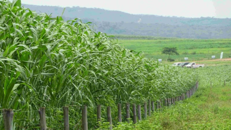 Pastagem renovada com lucro para o pecuarista