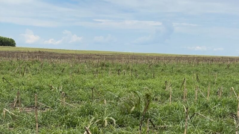 Consórcio de culturas eleva sustentabilidade e produtividade no campo