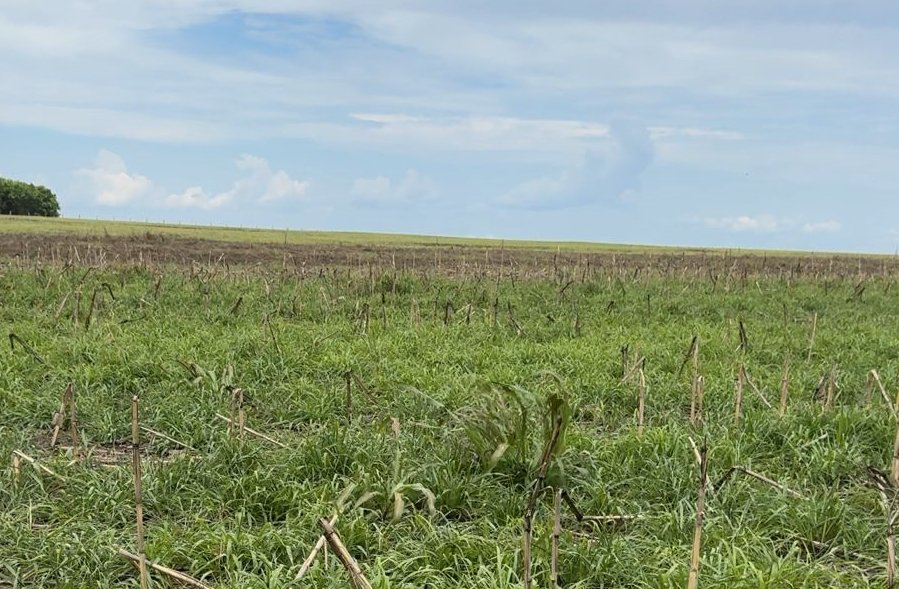 Consórcio de culturas eleva sustentabilidade e produtividade no campo