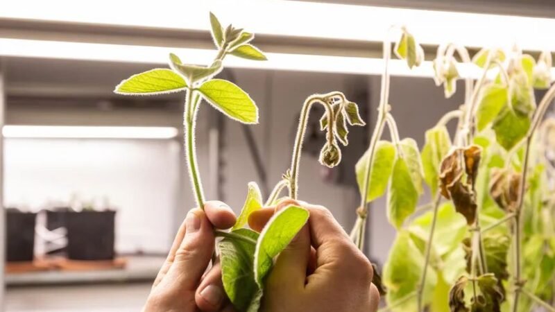 Parceria exclusiva entre Produce e a francesa Elicit Plant pretende difundir uso de extrato vegetal à base de fitoesterol