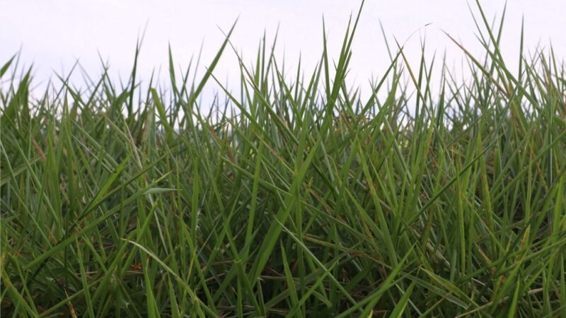 Brachiaria versátil ajuda na formação de pastos em solos encharcados ou com risco de erosão