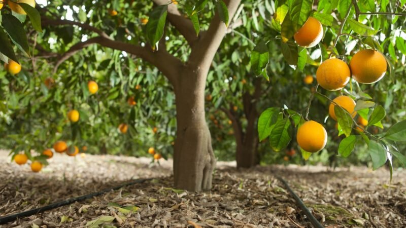 Irrigação em dia: o segredo para proteger sua renda e manter seu pomar competitivo