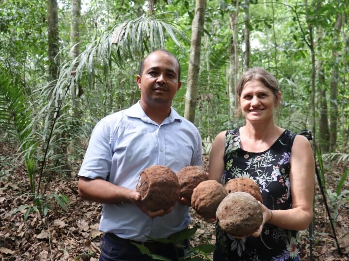 Extrativistas e indígenas são favorecidos com projeto de beneficiamento de castanha na região noroeste de Mato Grosso